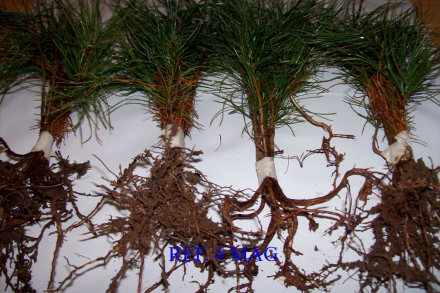 EASTERN WHITE PINE TREE SEEDLINGS QUANTITY (45) FRESH FREE SHIPPING 